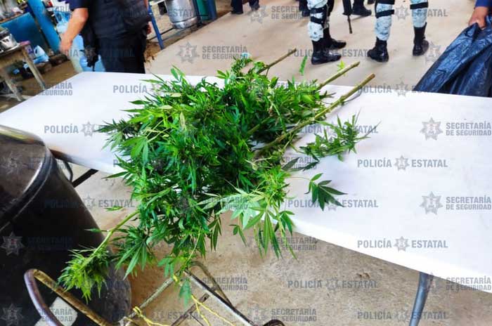 marihuana