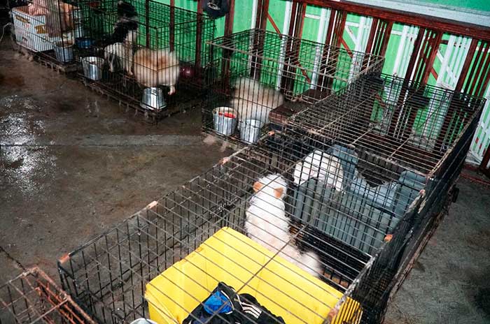 criadero clandestino perros ecatepec