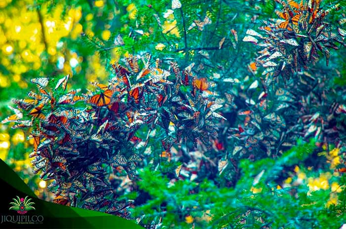 mariposas monarcas