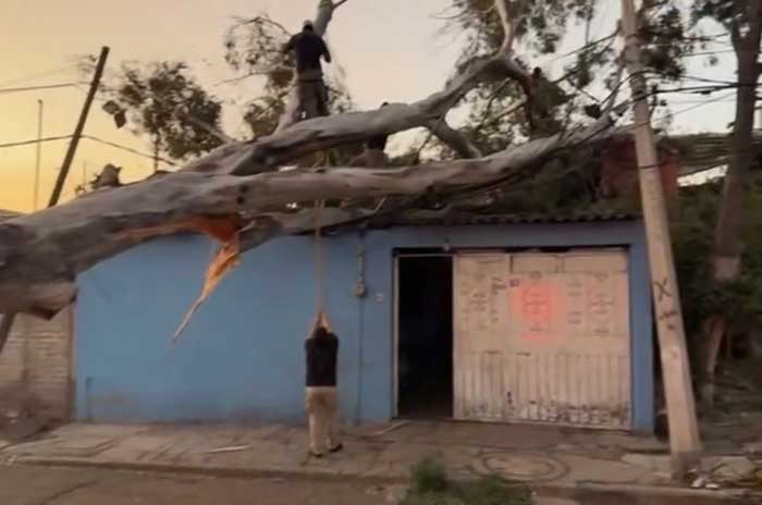 fuerte viento derriba arbol ecatepec