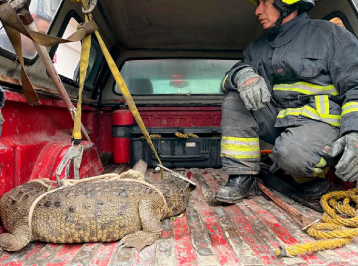 ¡Impactante! Atrapan a cocodrilo que deambulaba en calles 