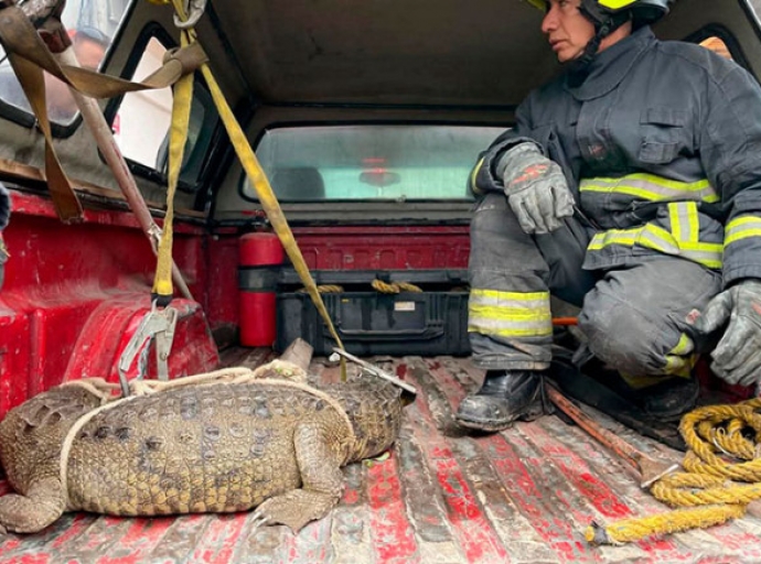 ¡Impactante! Atrapan a cocodrilo que deambulaba en calles 