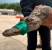 Atrapan a cocodrilo en el Lago de Guadalupe