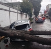 Árbol derribado y calles inundadas movilizan al gobierno