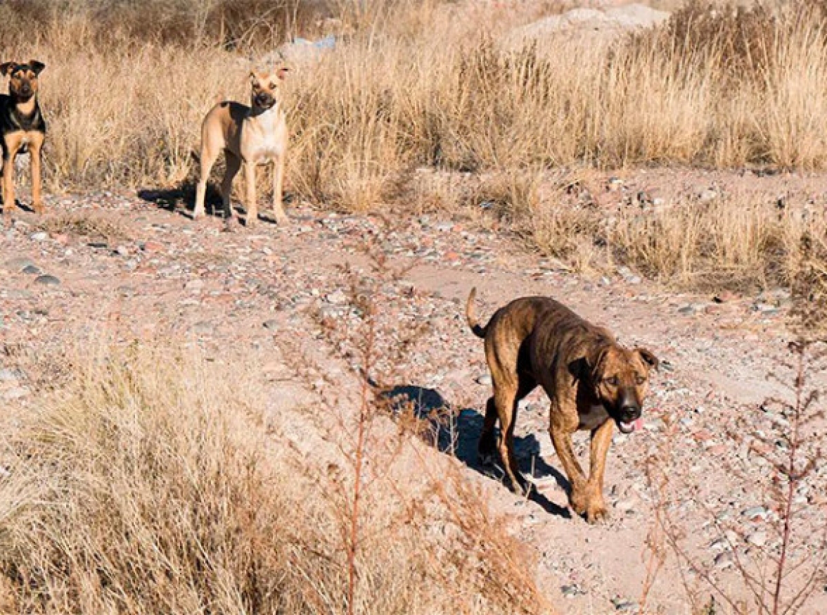 Ataques de jaurías dejan dos muertos 