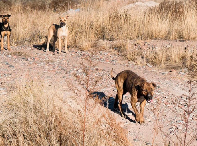 Ataques de jaurías dejan dos muertos 