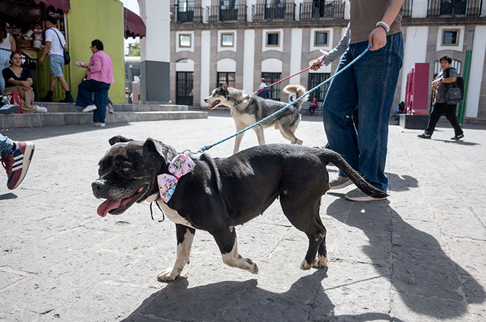 Pet Friendly Dirección General Innovacion Planeacion