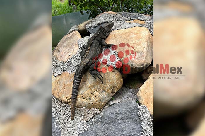iguanario 2