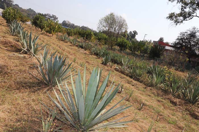 mezcal 1