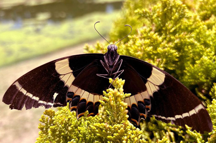 mariposa 1