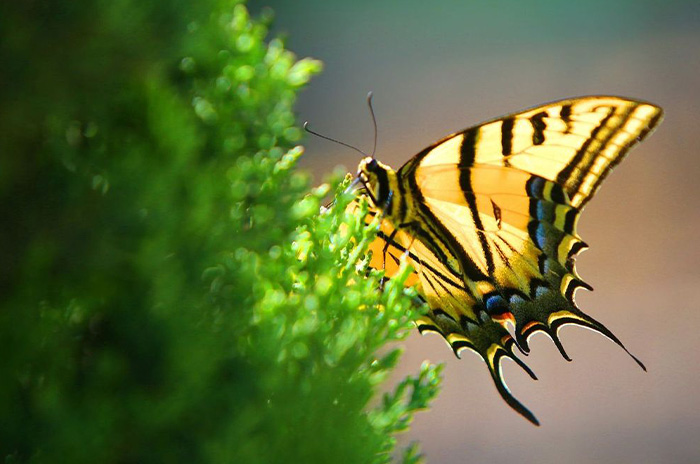mariposa 4