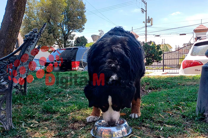 cuida mascotas edomex