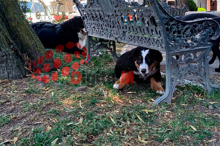 cuida mascotas edomex3