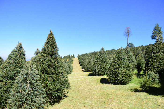 arbol 2