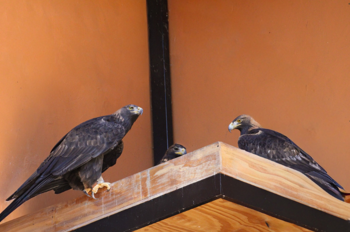 aguila