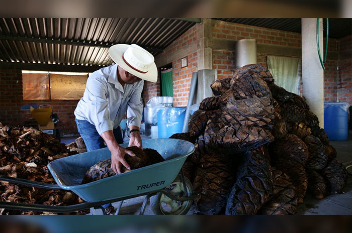 productor mezcal