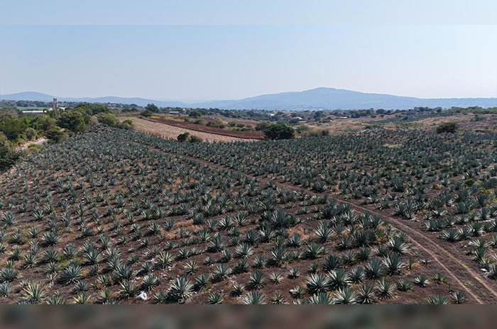 terrenos mezcal