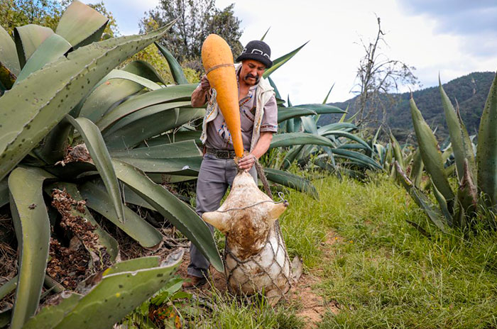 pulque 2