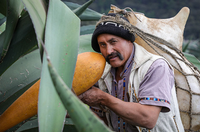 pulque