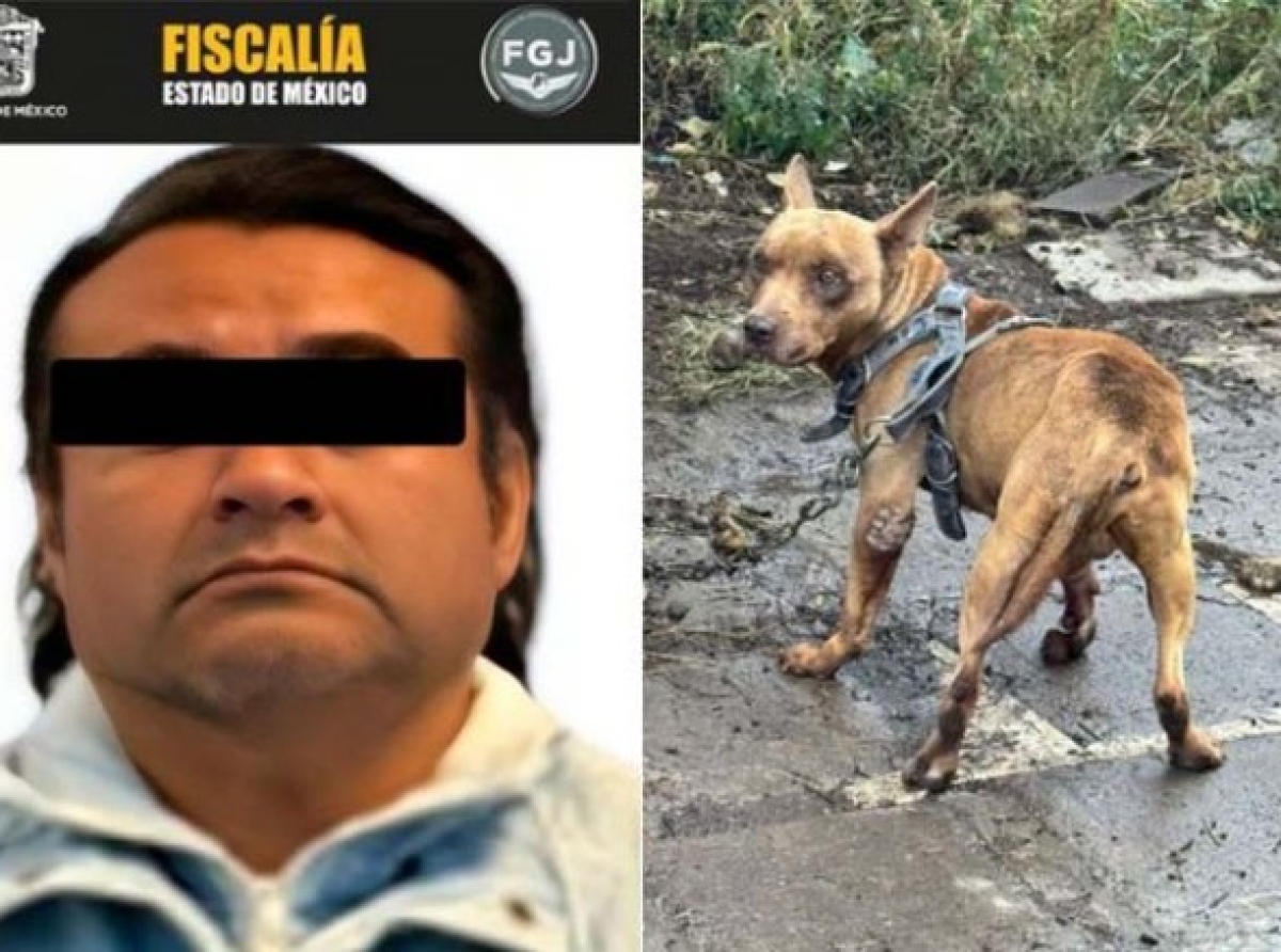 Rescatan a 3 lomitos maltratados y detienen a individuo tras cateo
