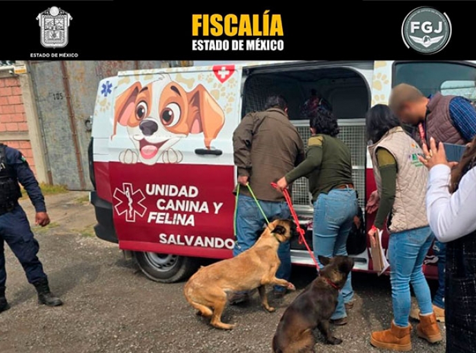 Rescatan a dos perritas maltratadas