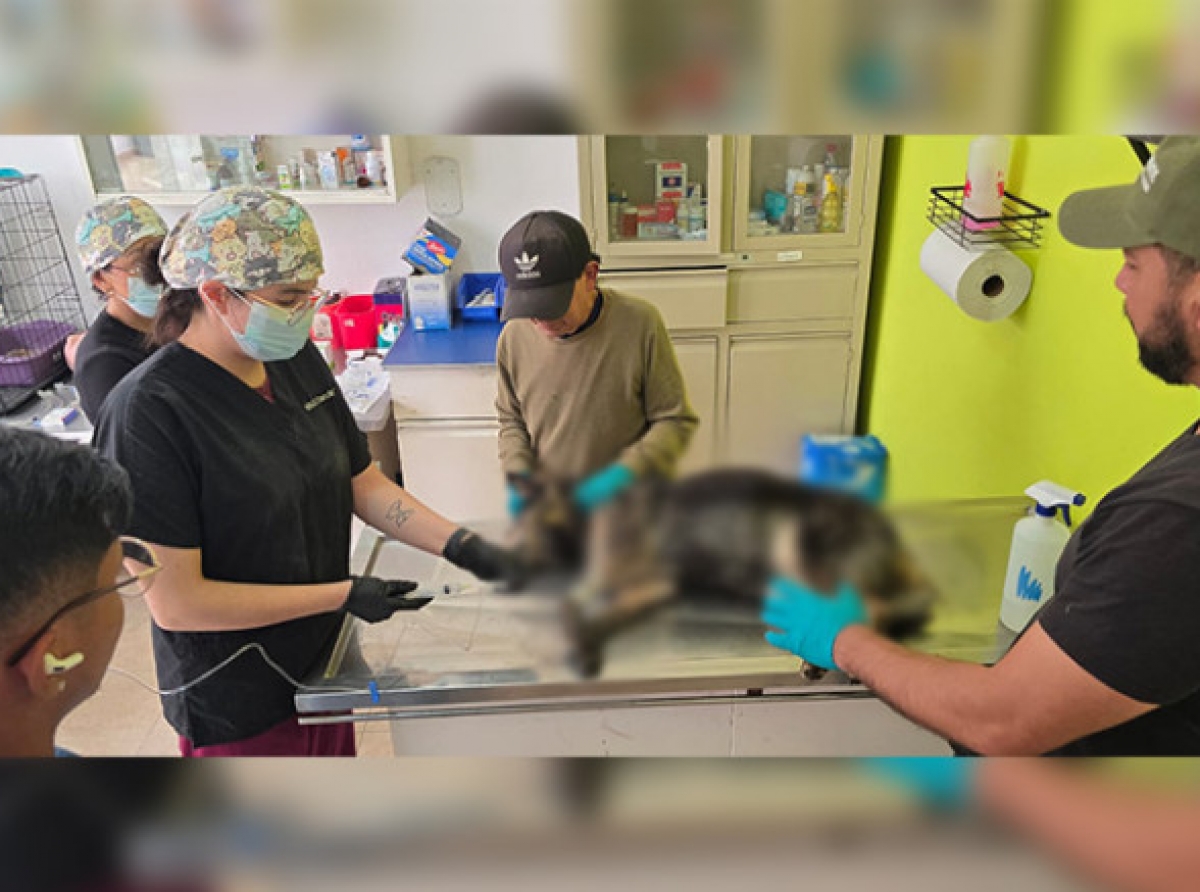 Rescatan con vida a perrita envenenada