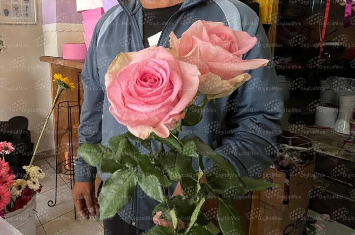 productor de flor
