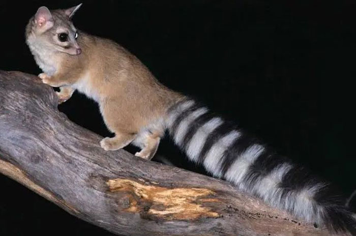 caco