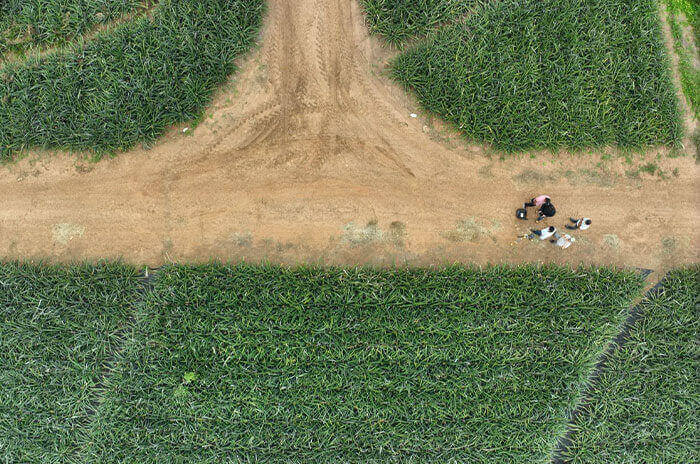 campo 1 1 1 1