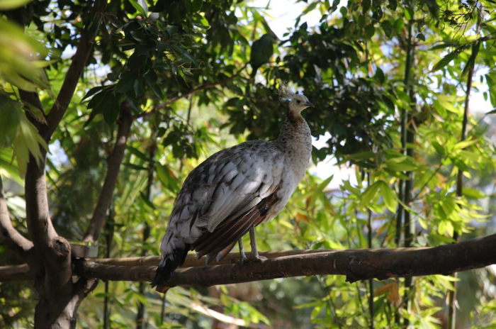 aves 1