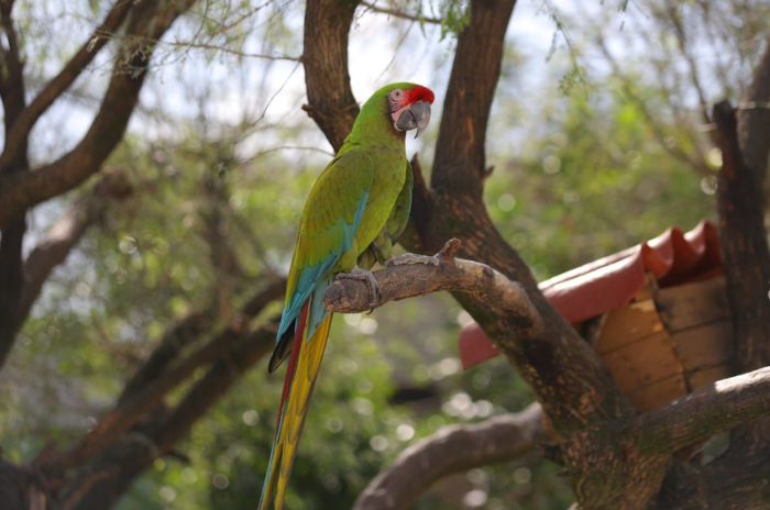 aves 2
