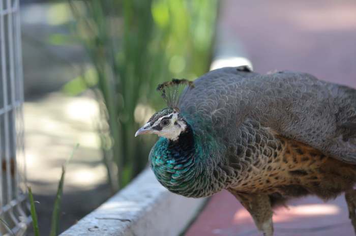 aves 3