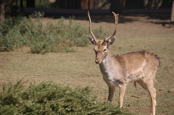 animal5