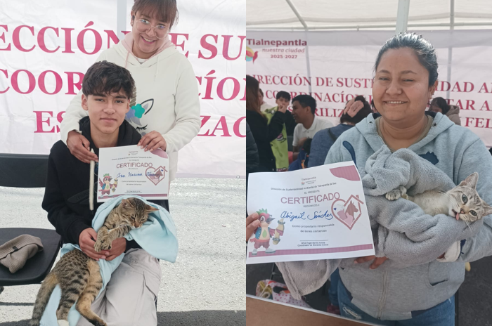 gatos 1