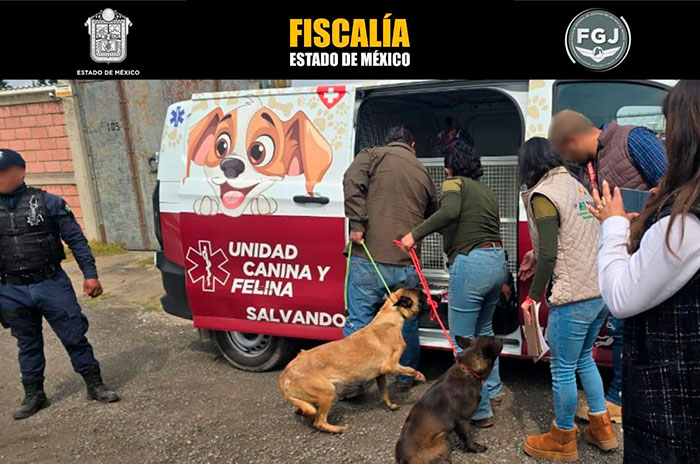 rescate perras