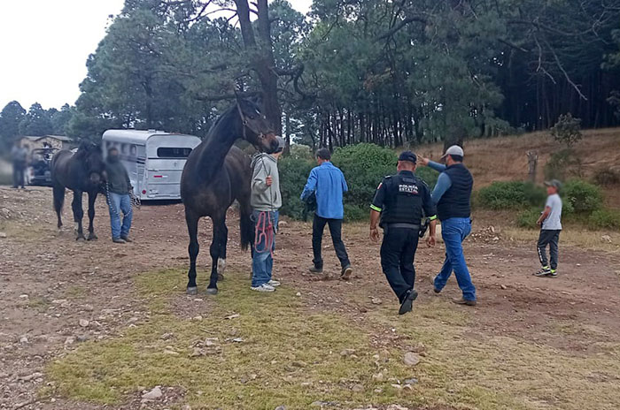 caballo acambay1
