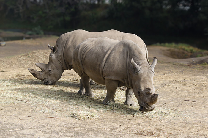 rino