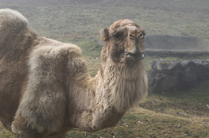 animal4