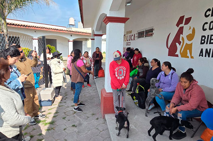 animales toluca