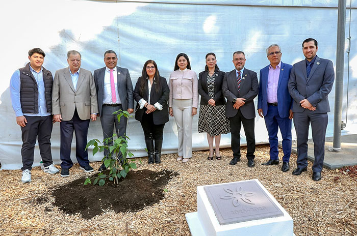 ixtapan arbol 2