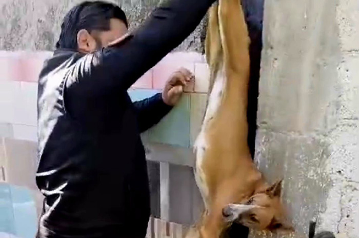 perrita