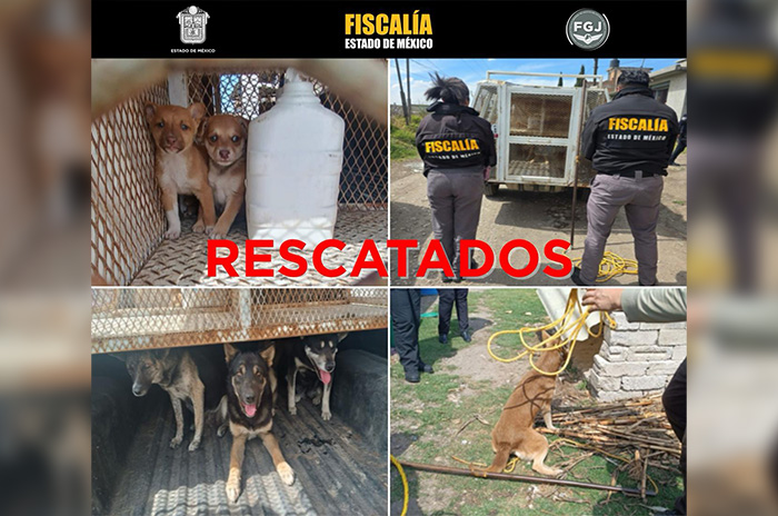 perros4