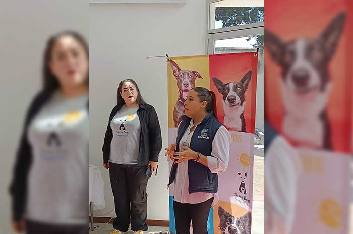https://www.digitalmex.mx/images/2026/JULIO/08/Save-a-Stray-M%C3%A9xico.jpg