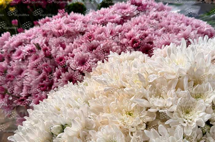 https://www.digitalmex.mx/images/2026/JULIO/10/flores.jpg