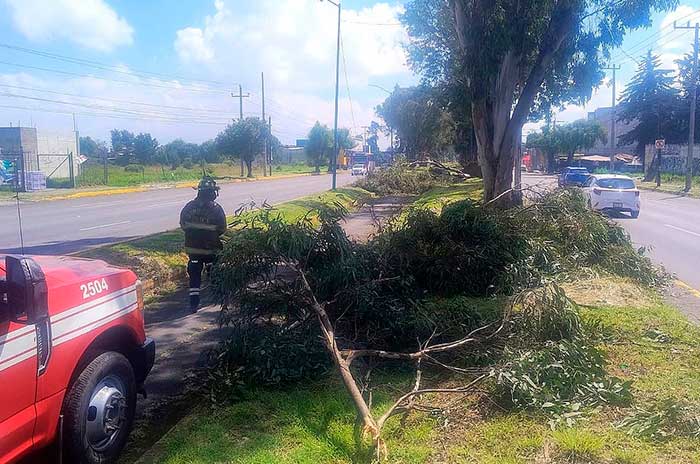 https://www.digitalmex.mx/images/2026/JULIO/16/arboles-caidos-toluca-2.jpg