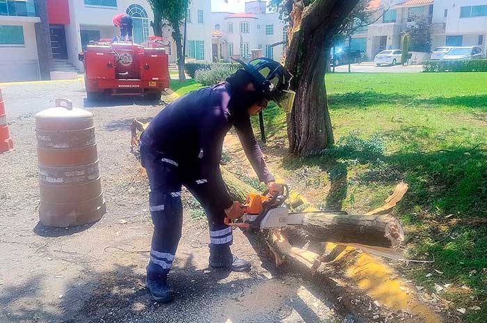 https://www.digitalmex.mx/images/2026/JULIO/16/arboles-caidos-toluca-5.jpg