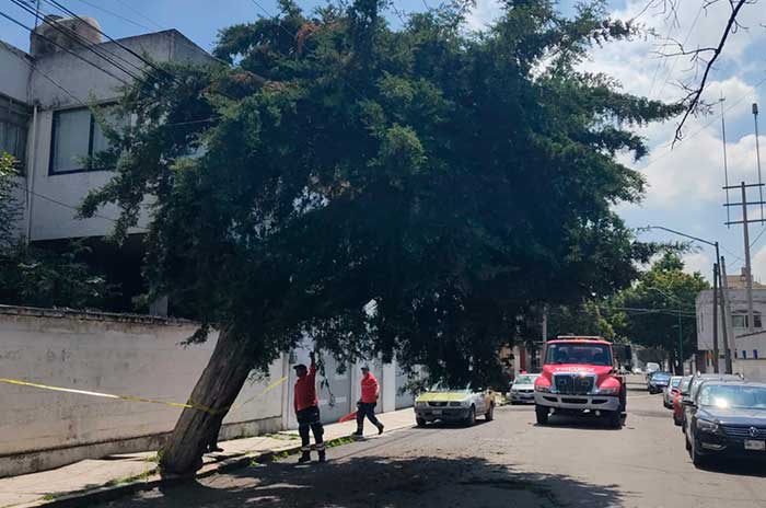 https://www.digitalmex.mx/images/2026/JULIO/16/arboles-caidos-toluca.jpg