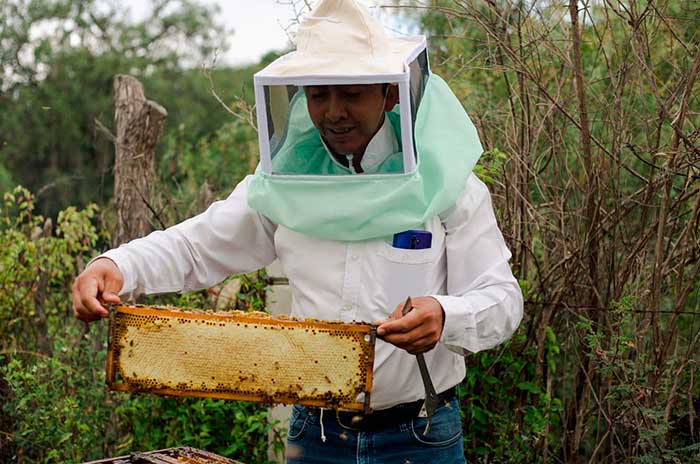 https://www.digitalmex.mx/images/2026/JULIO/19/abejas.jpg