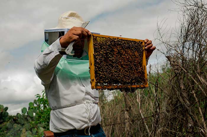https://www.digitalmex.mx/images/2026/JULIO/19/abejas1.jpg