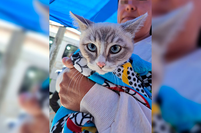 felio